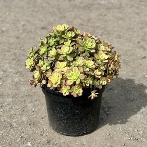 Aeónium (Aeonium haworthii) ´KIWI´ - výška 30-40 cm, Ø 40-50 cm, kont. C15L